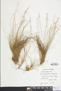 Carex eburnea image