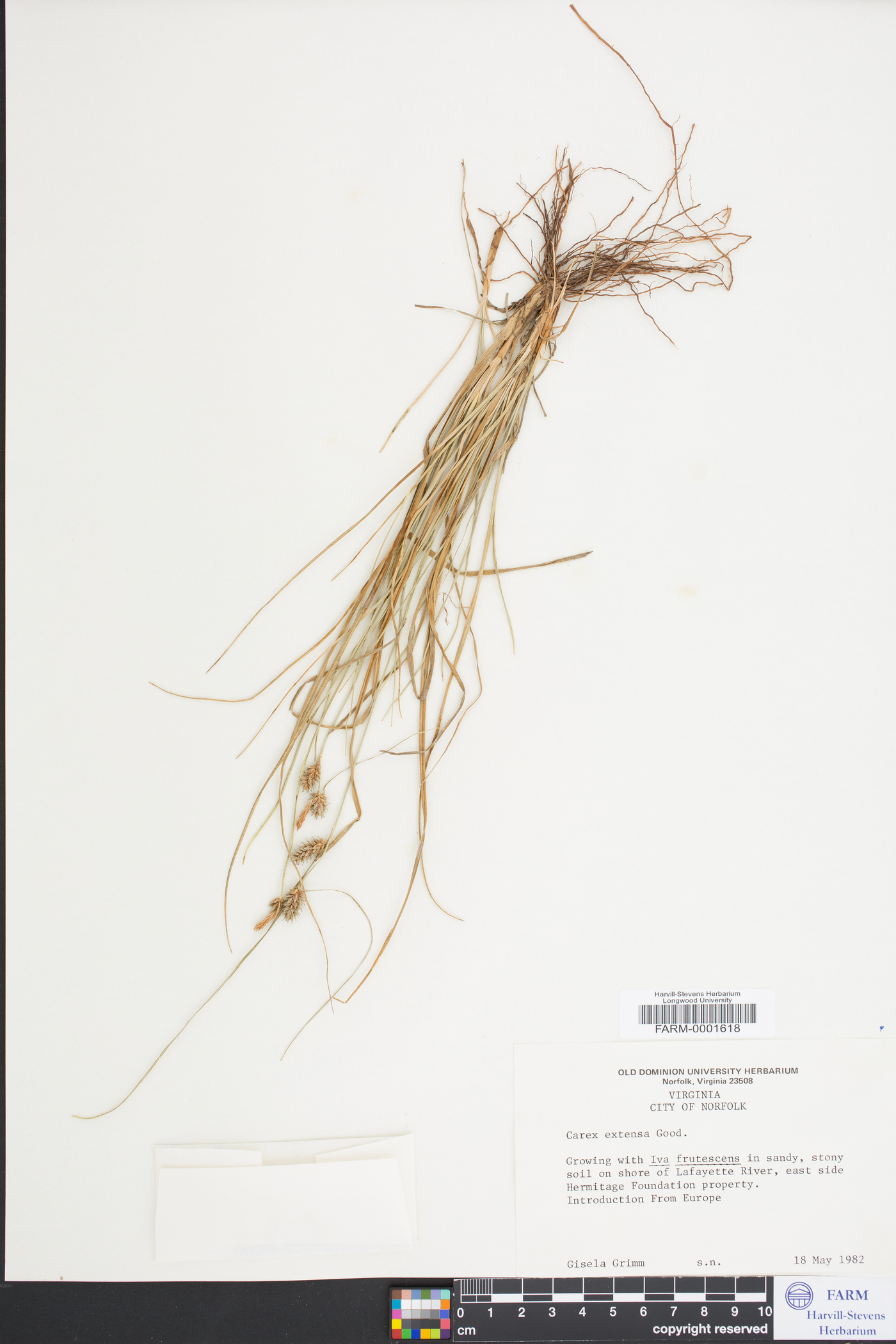 Carex extensa image