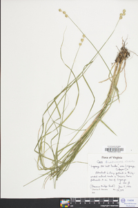 Carex festucacea image