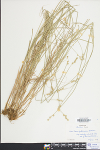 Carex festucacea image