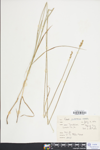 Carex festucacea image