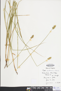 Carex festucacea image