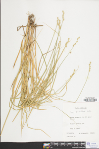 Carex festucacea image