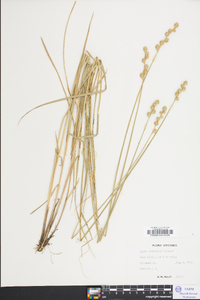 Carex festucacea image