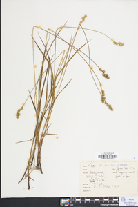 Carex festucacea image