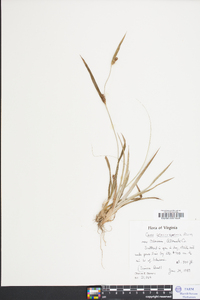 Carex flaccosperma image