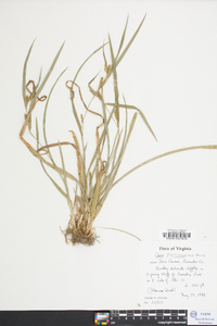 Carex flaccosperma image