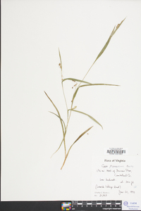 Carex flaccosperma image