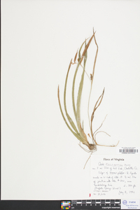 Carex flaccosperma image