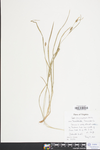 Carex flaccosperma image