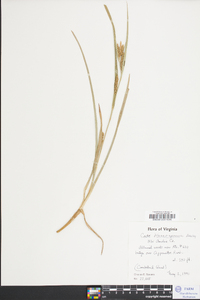 Carex flaccosperma image