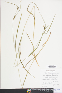 Carex flaccosperma image