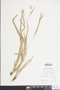 Carex flaccosperma image