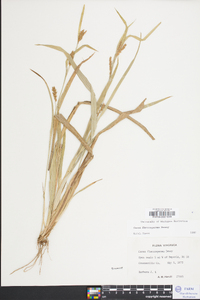 Carex flaccosperma image