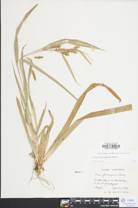 Carex flaccosperma image