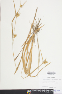 Carex folliculata image