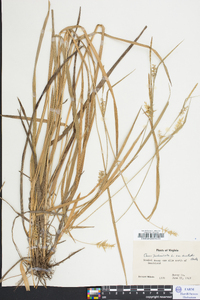 Carex folliculata image