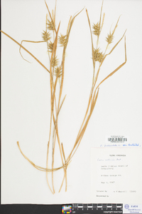 Carex folliculata image