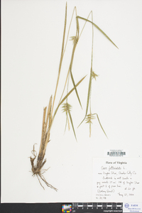 Carex folliculata image