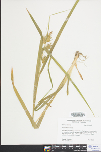 Carex folliculata image