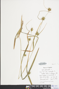 Carex folliculata image