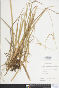 Carex folliculata image