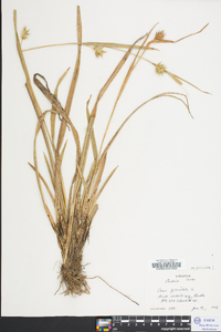 Carex folliculata image