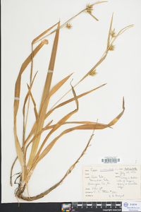 Carex folliculata image