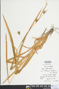 Carex folliculata image