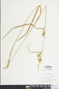Carex folliculata image