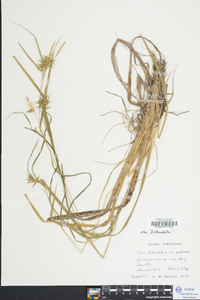 Carex folliculata image