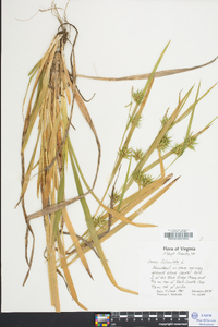 Carex folliculata image