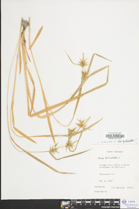 Carex folliculata image