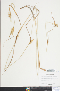 Carex folliculata image