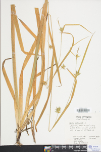 Carex folliculata image