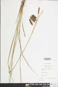 Carex glaucescens image