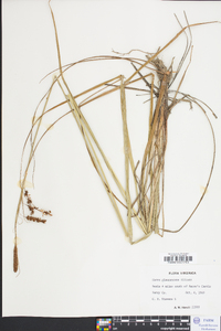 Carex glaucescens image