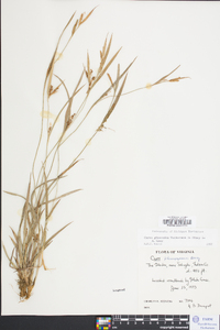 Carex glaucodea image