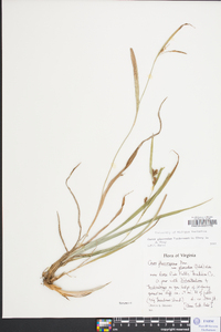 Carex glaucodea image