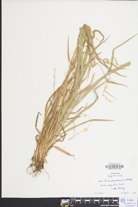 Carex gracilescens image