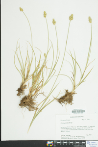 Carex gravida image