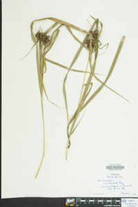 Carex grayi image