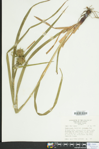 Carex grayi image