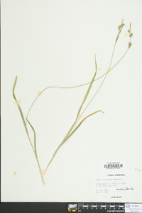 Carex hirtifolia image