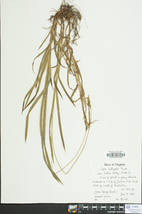 Carex hirtifolia image