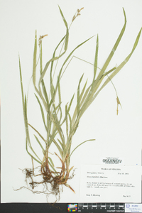 Carex hirtifolia image