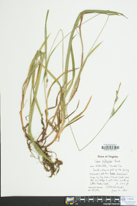 Carex hirtifolia image