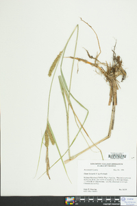 Carex hyalinolepis image