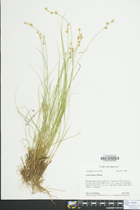 Carex interior image