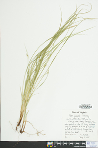 Carex jamesii image